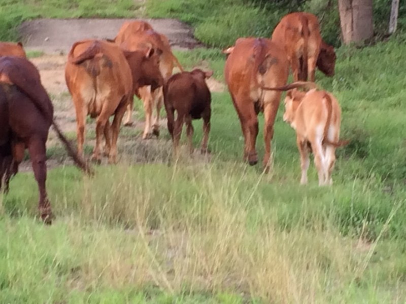 1065 Obi Obi Rd, Obi Obi QLD 4574