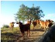 65-85 Sherwell Road, Dulong QLD 4560
