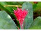 12 Dolphin Drive, Nambour QLD 4560