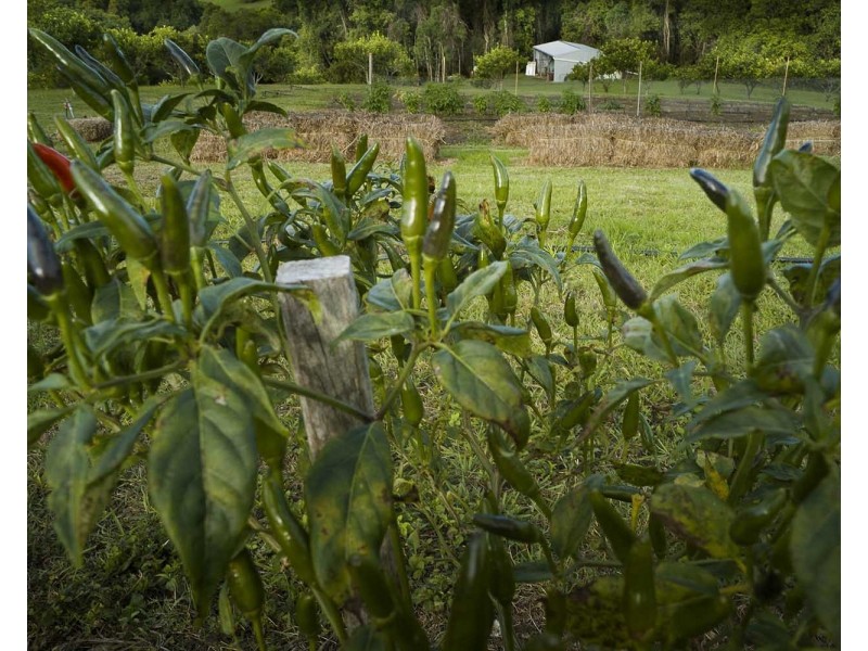 39 Philipps Road, Dulong QLD 4560