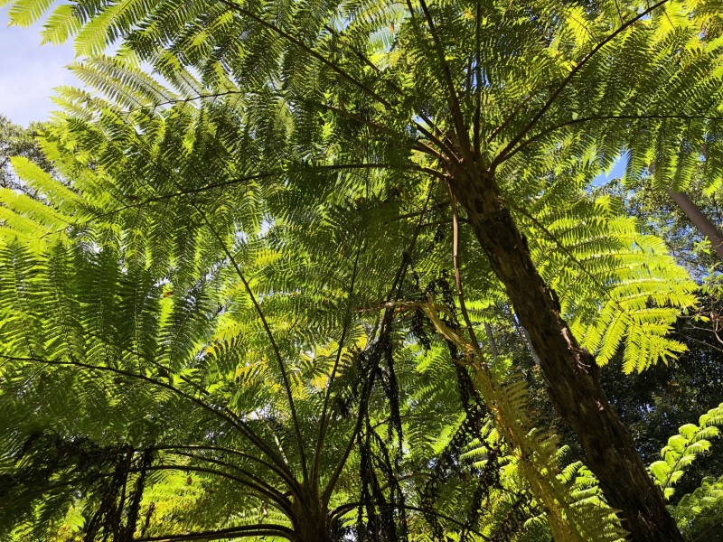 110 Delicia Road, Mapleton QLD 4560