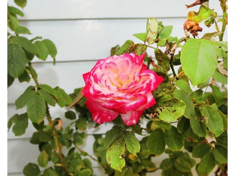 53 Carter Road, Nambour QLD 4560