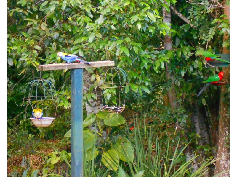 66 Willandra Place, Kureelpa QLD 4560