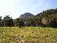 Wants Road, Maroochy River QLD 4561