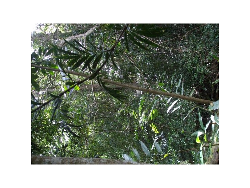 Eumundi QLD 4562