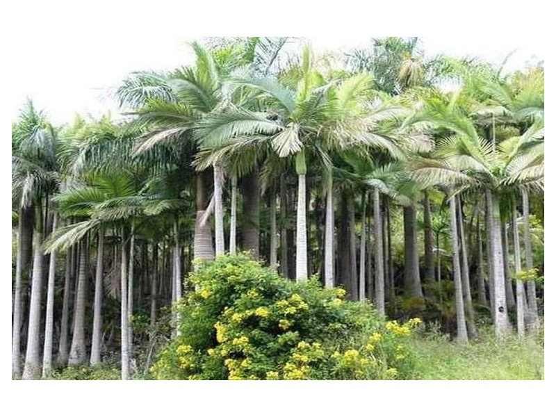 121 Golden Valley Drive, Bonogin QLD 4213