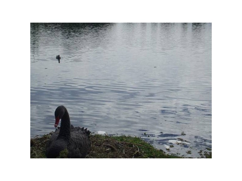 4 Emerton Crescent, Robina QLD 4226