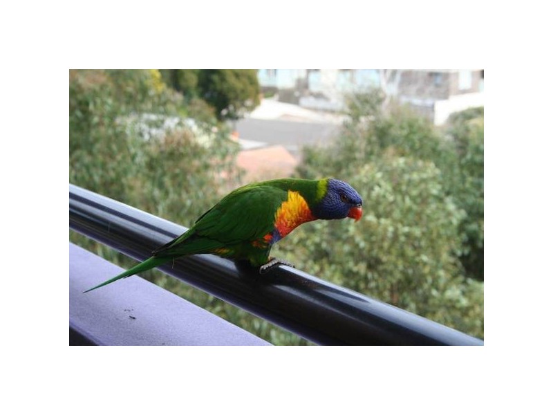 1608/41-45 Waitara Avenue, Waitara NSW 2077