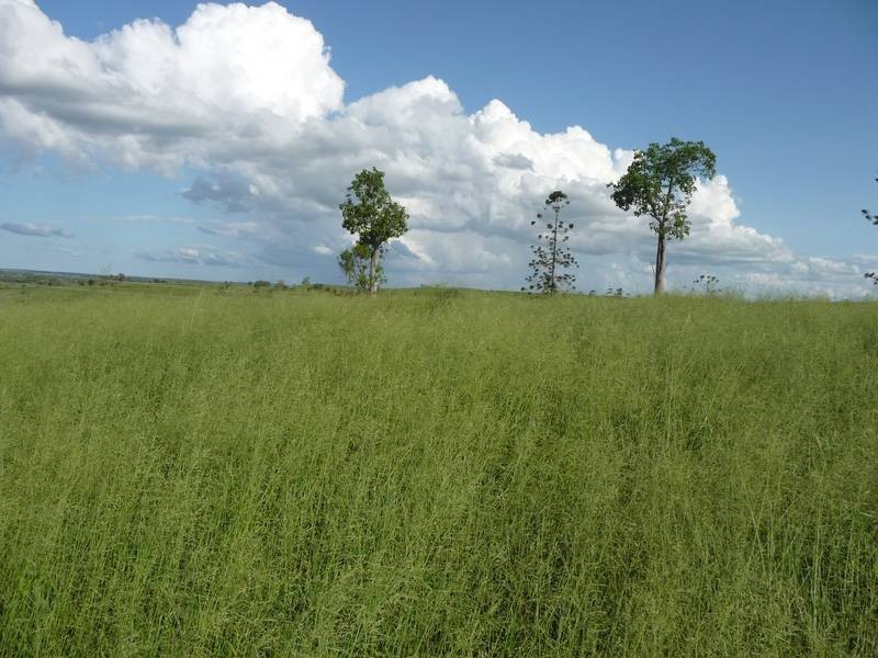 Lot 36,  MINGO ROAD, Morganville QLD 4671
