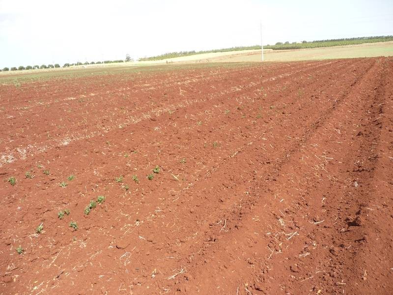 DOWLINGS ROAD, Childers QLD 4660