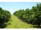 122 Shepherds Road, Gayndah QLD 4625