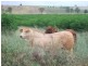 Monto QLD 4630