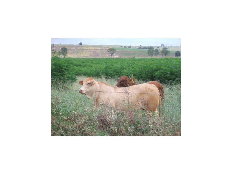 Monto QLD 4630