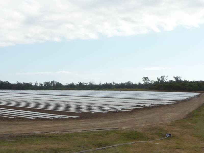 1123 FARNSFIELD ROAD, FARNSFIELD, Childers QLD 4660