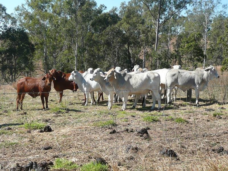 485 BOOYAL DALLARNIL ROAD, Booyal QLD 4671