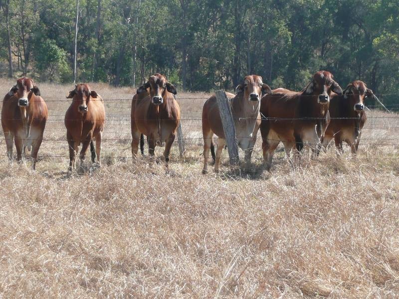 485 BOOYAL DALLARNIL ROAD, Booyal QLD 4671