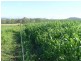 Mundubbera QLD 4626