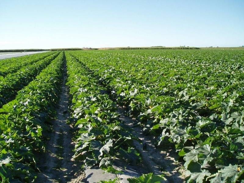 136 Gordons Road, ALLOWAY, Bundaberg QLD 4670