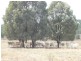 Eidsvold QLD 4627