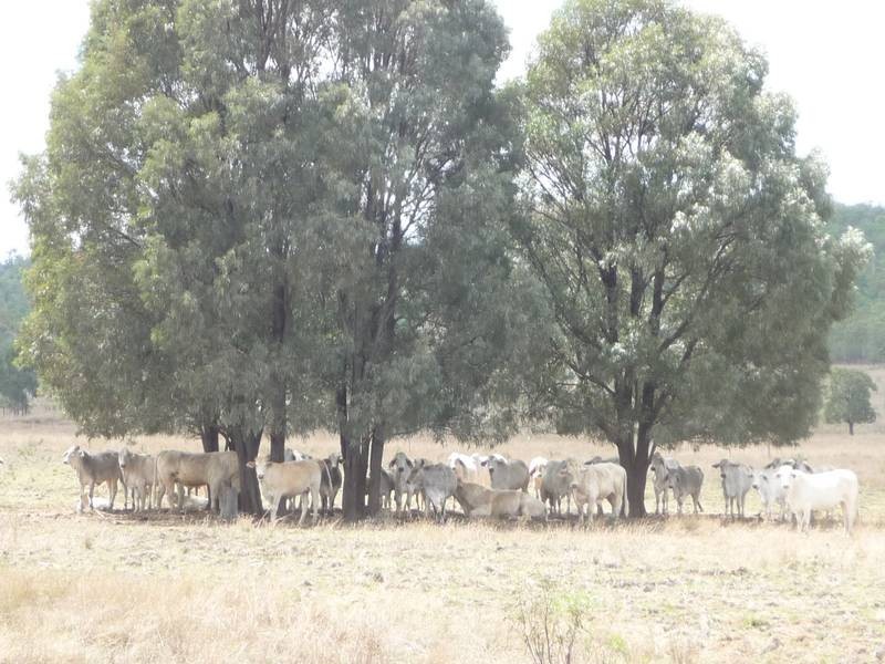 Eidsvold QLD 4627