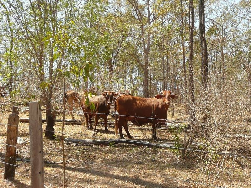 A BRANCH ROAD, MOUNT PERRY, Gin Gin QLD 4671