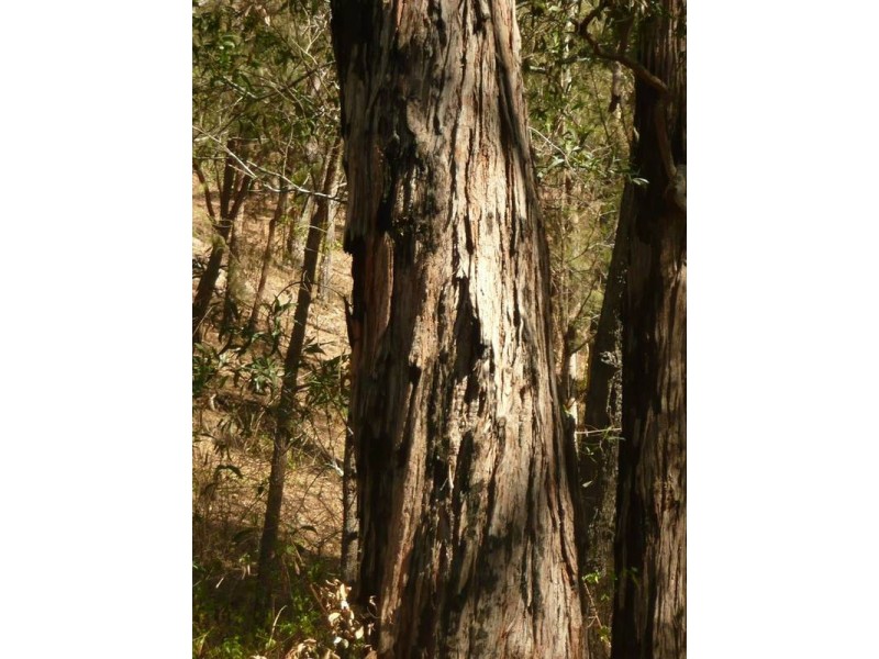 A BRANCH ROAD, MOUNT PERRY, Gin Gin QLD 4671