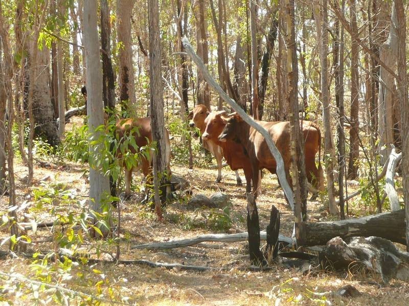 A BRANCH ROAD, MOUNT PERRY, Gin Gin QLD 4671