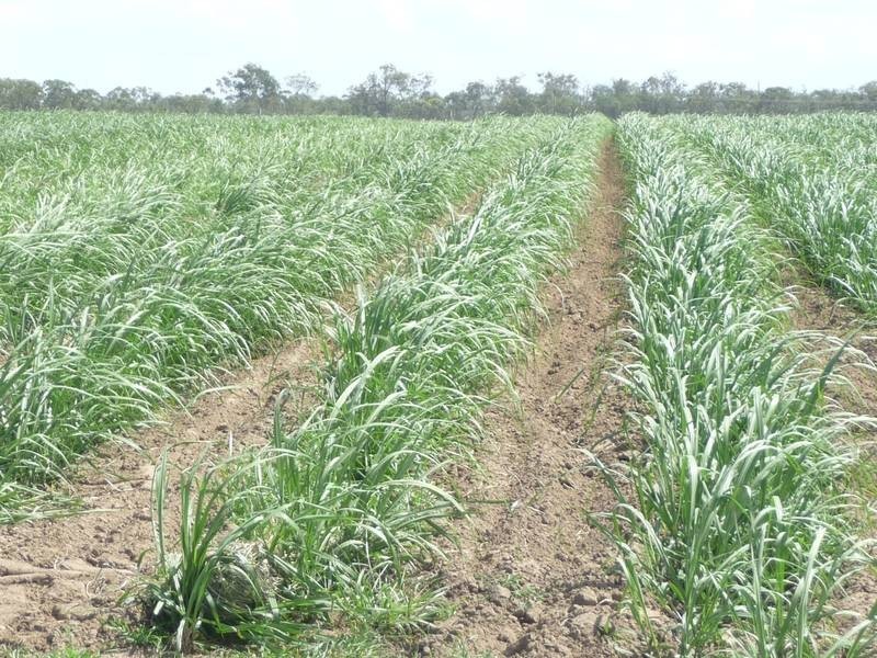 North Gregory QLD 4660