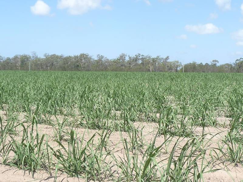 North Gregory QLD 4660