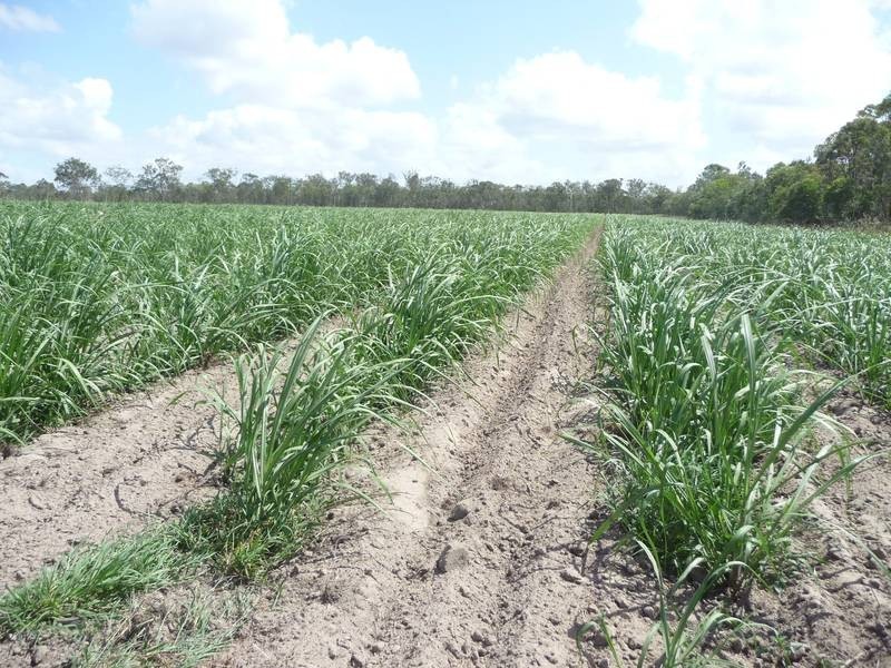 North Gregory QLD 4660