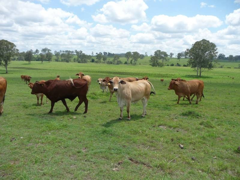 1095 Gigoomgan Road, BROOWEENA, Biggenden QLD 4621