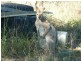 Dallarnil QLD 4621