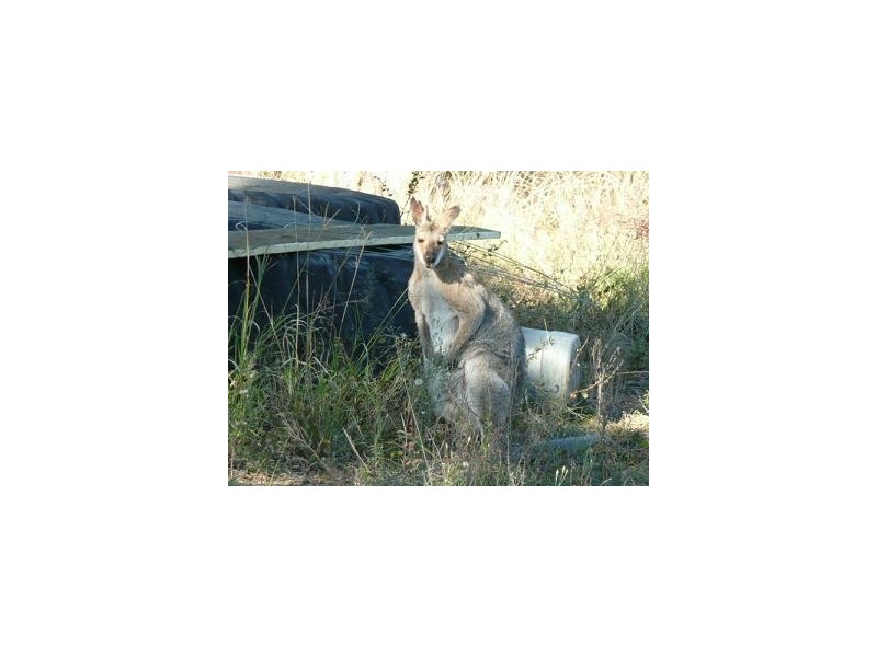 Dallarnil QLD 4621