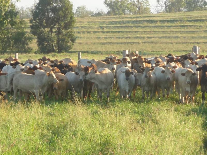 Back Glenrae Road, Mundubbera QLD 4626