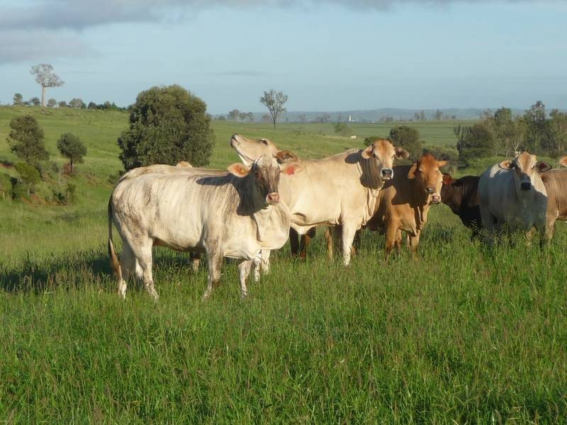 Back Glenrae Road, Mundubbera QLD 4626
