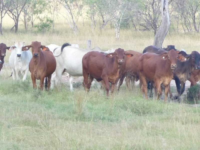43 MT SHAMROCK ROAD, Coringa QLD 4621