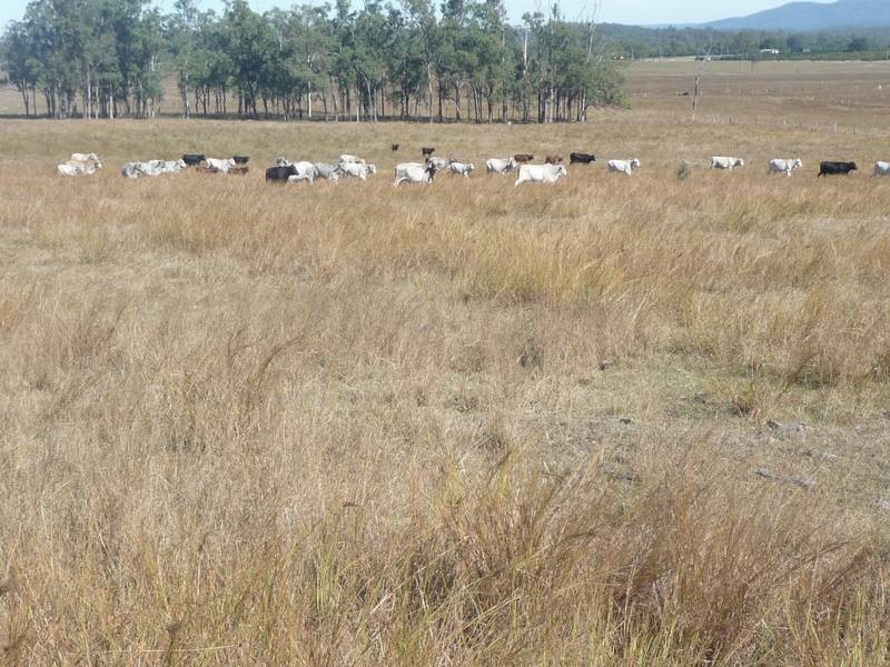 Lot 5, 128 McLennans Drive, DUINGAL, Wallaville QLD 4671