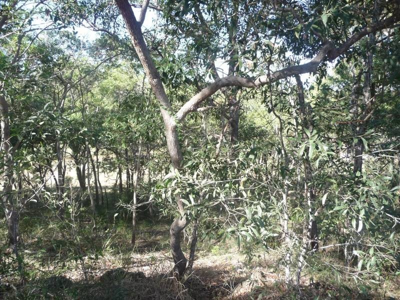 8 SANCTUARY COURT, Apple Tree Creek QLD 4660