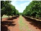 258 ATC HALL ROAD, North Isis QLD 4660