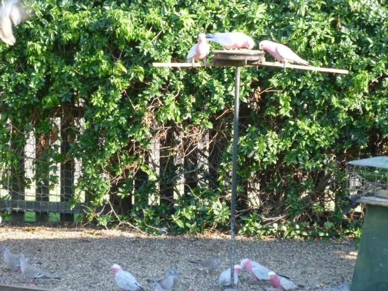 1 CANECUTTER COURT, Childers QLD 4660