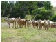 Lot 58 & 42, 281 EMU CREEK ROAD, Dallarnil QLD 4621
