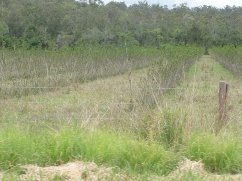 Lot 19,  DELAN ROAD, Wallaville QLD 4671