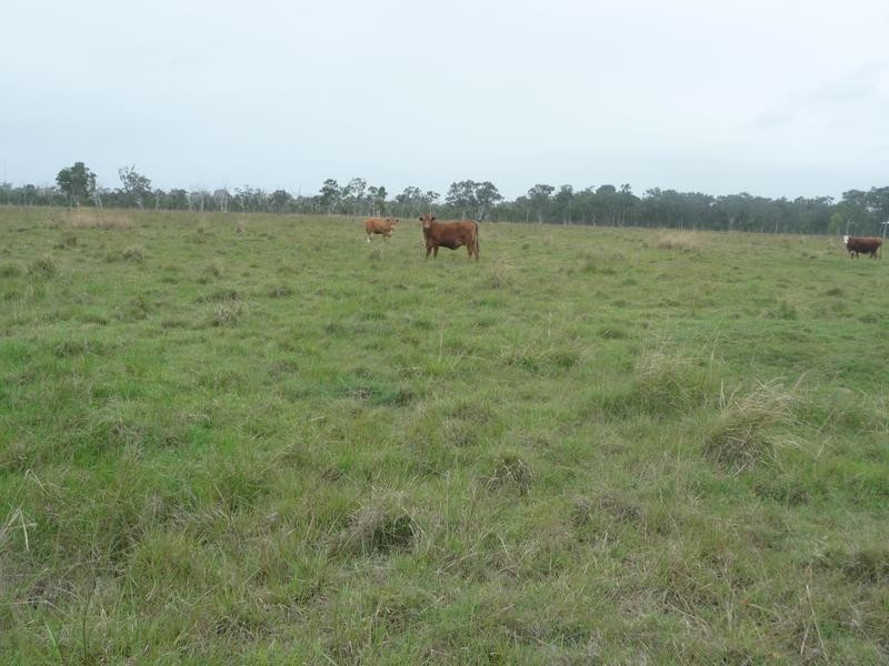 1473 Buxton Road, Buxton QLD 4660