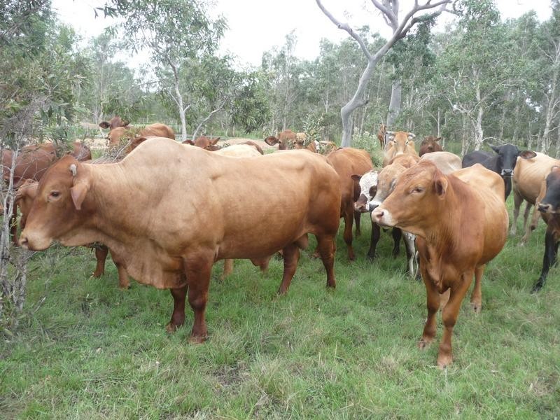 1473 Buxton Road, Buxton QLD 4660