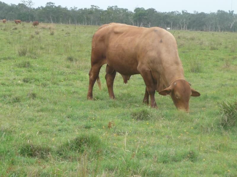 1473 Buxton Road, Buxton QLD 4660