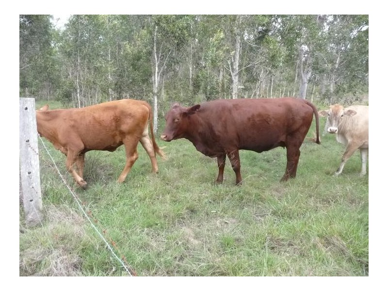 1473 Buxton Road, Buxton QLD 4660