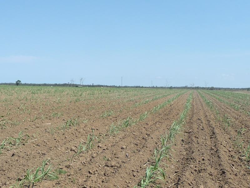 339 GARRYOWEN ROAD, Farnsfield QLD 4660