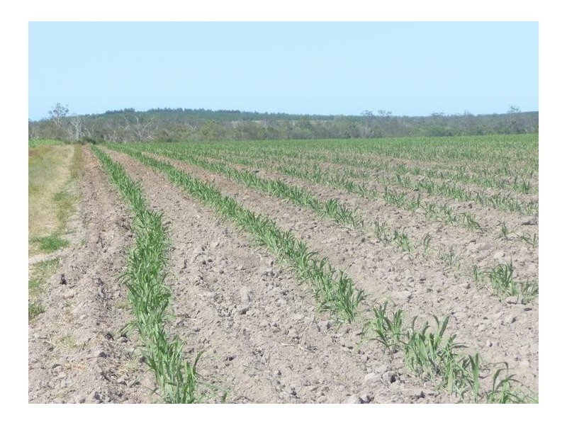 339 GARRYOWEN ROAD, Farnsfield QLD 4660