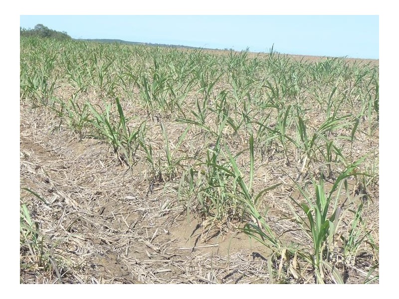 339 GARRYOWEN ROAD, Farnsfield QLD 4660