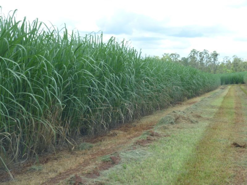 674 ADIES ROAD, ISIS CENTRAL, Childers QLD 4660